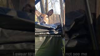 Deer walks up to hunters while in there blind. POINT BLANK!