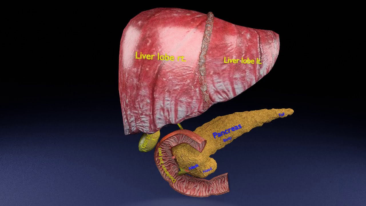 3D Hepato biliary tract pancreas gallbladder 3D Model