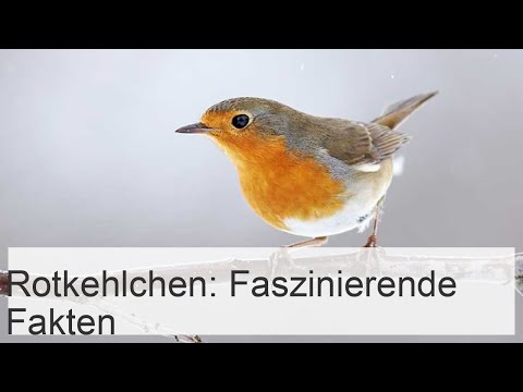 Das Rotkehlchen: Interessante Fakten über das Leben des Rotkehlchens