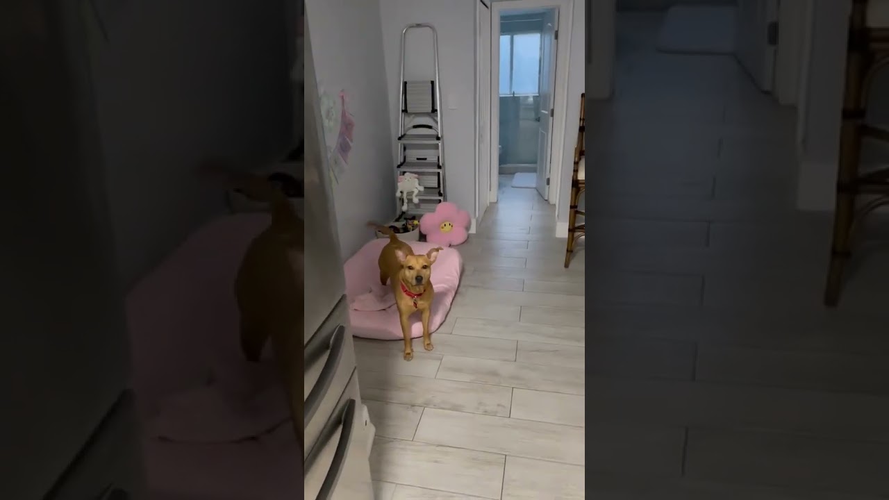 Hailey, a Adoptable mixed breed in Miami, FL video 6/6