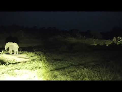 Djuma: Lone Elephant gets quick drink at the pan - 18:57 - 03/10/19