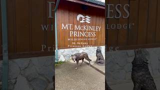 Would you take an Alaska Cruisetour? #cruise #shorts #alaska