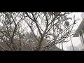 Open video