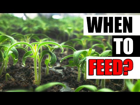 , title : 'When To Feed Seedlings - Garden Quickie Episode 126'