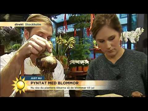 Så planterar du julblommorna - Nyhetsmorgon (TV4)
