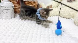 アメリカンショートヘアの動画01