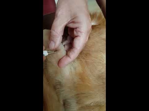 Mystery ingrown hair that pulls out long on our Golden retriever.