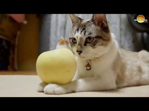 Funny & Naughty Cats Video -Compilation 2018