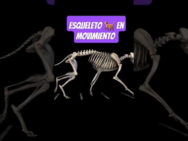 Vídeo relacionado con LKYLVEE Modelo de Hueso de Esqueleto de Esqueleto de Perro Anatómico Canino Decoración de Hueso de Esqueleto de Animal para exhibición Laboratorio Enseñar Veterinaria,Blanca,36cm
