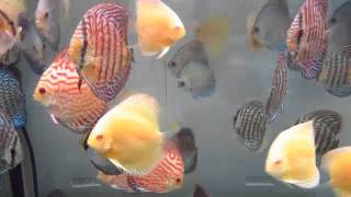 Canada Discus Sale