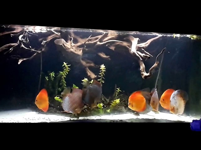 Discus fish in a 400 lts planted tank in Athens .