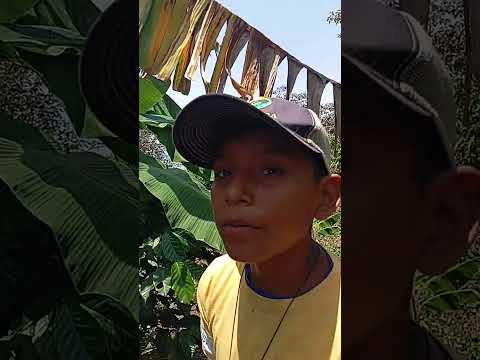 las bendiciones que nos da el campo 🌼 la plata huila