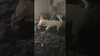 Video preview image #1 Rat-Cha Puppy For Sale in Princeton, MN, USA