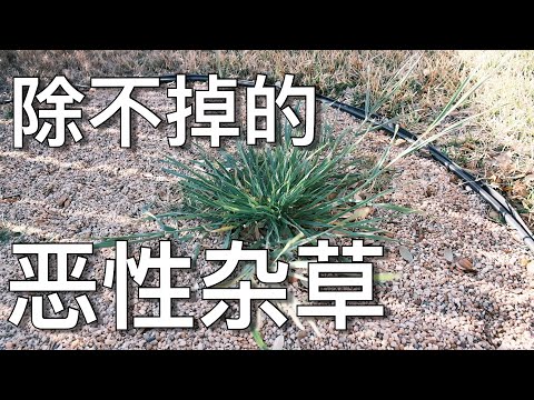 常見雜草