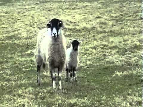 lamb and mother sheep