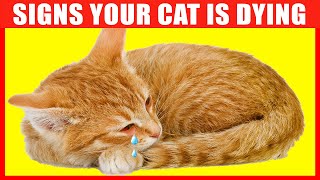 12 Critical Signs that Indicate Your Cat is Dying
