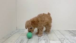 トイプードルの動画01