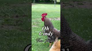 Download lagu Cynthia!!!! This rooster is looking for you! #cynthia #cindy #rooster #chickens #nameyellingchicken mp3 Download lagu Cynthia!!!! This rooster is looking for you! #cynthia #cindy #rooster #chickens #nameyellingchicken mp3
