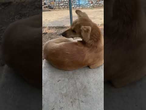 dog funny video😂😅