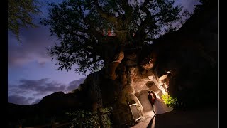 How Much is a Wedding at Disney World