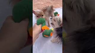 Video preview image #1 Mutt Puppy For Sale in Weston, FL, USA