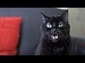 N2 the Talking Cat - What Does the Cat Say? (What ...