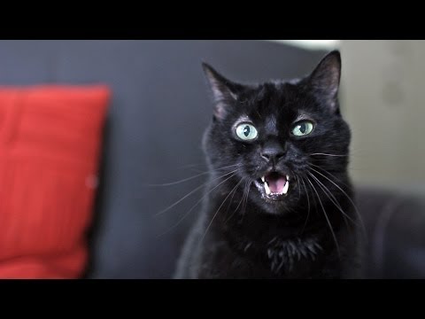 YouTube video about: What did the dog say to the cat?