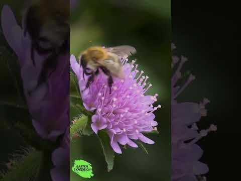 Rasenmäher im Frühling: Warum du gerade alles kaputt mähst - Gartenexpedition #shorts #naturgarten