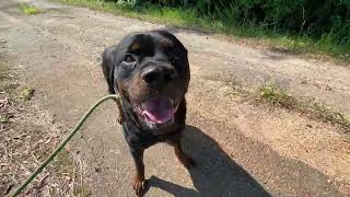 Video preview image #1 Rottweiler Puppy For Sale in Hillsboro, NH, USA