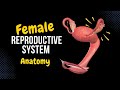 Female Genital System (Internal & External) - Anatomy