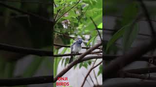 Download lagu Burung Kehicap Ranting Di Alam mp3
