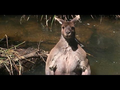 10000 Kangaroos Vs 1000 WWII U S  Soldiers | Epic battle