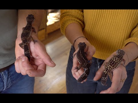 Leopardgecko Haltung, Zucht, Ernährung, Farbmorphen und Erfahrungsberichte