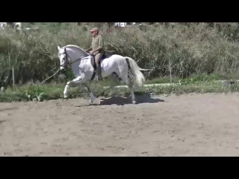 SOLD!Lusitano PRE Cross For Sale