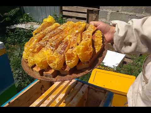 ЛОВУШКА ПОД  ДИКИЙ МЕД сработала- бродячий рой пчел в ловушке.