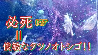 タツノオトシゴ達に、海で採ってきた微生物をあげたら必死だった☆彡