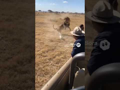 🦁🐱 Albin Saves the Day on Safari! 😱💥