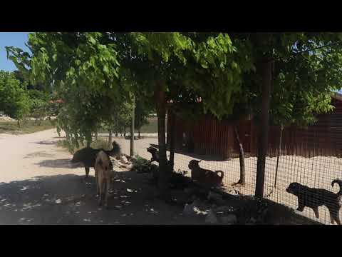 Vídeo de ZORBA