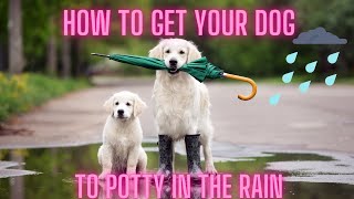 10 Tips to Get Your Dog to Potty in the Rain