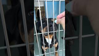 Video preview image #1 Bulldog-Unknown Mix Puppy For Sale in Pasadena, CA, USA