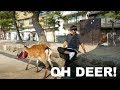 DEER ISLAND!? | SUMMER '19 IN JAPAN VLOG | Day 7 Part 2