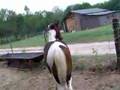 Horse Stick