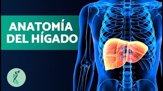 ¿Qué FUNCIÓN tiene el HÍGADO? 🫀🧬 (Anatomía y Características Principales del Hígado Humano)