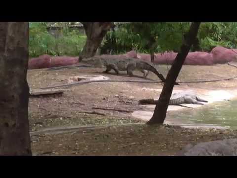 Crocodile Moving From Water To Land.