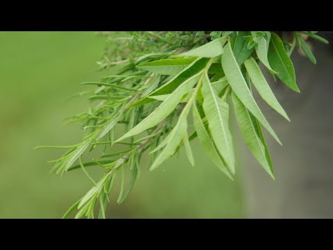 HERBS: From the Field