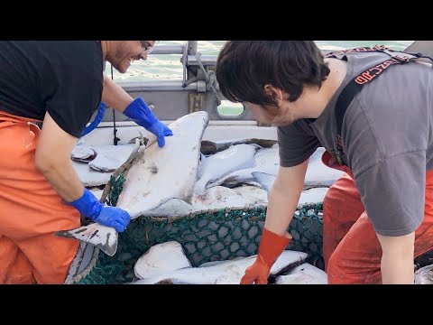 Long Wait Part 3 - Weighing Out the Catch and Delivering