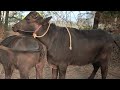 Super Pada Buffalo Meeting Try By Village