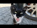 Tuxedo Cat Meows To My Camera With Her Cute Voice And Asks Me For Food