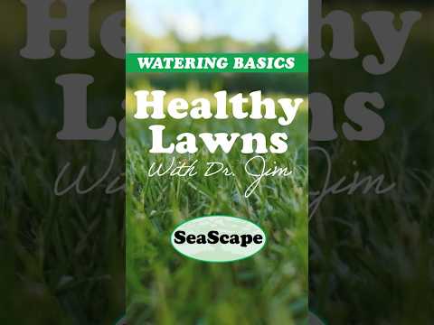 Watering Basics for a Healthy Lawn – Seascape Lawn Care Tips