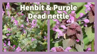How to identify & use Henbit and Purple Dead Nettle